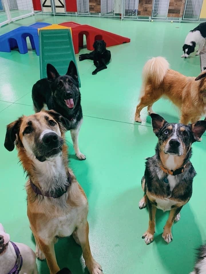 Normans dog on sale day care